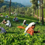 Rajasthan and Kerala tour packages for British travelers