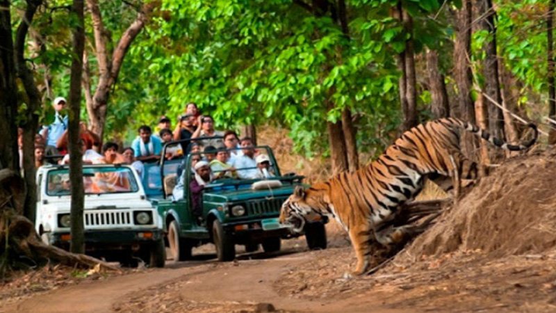 Birding & Tiger Tour