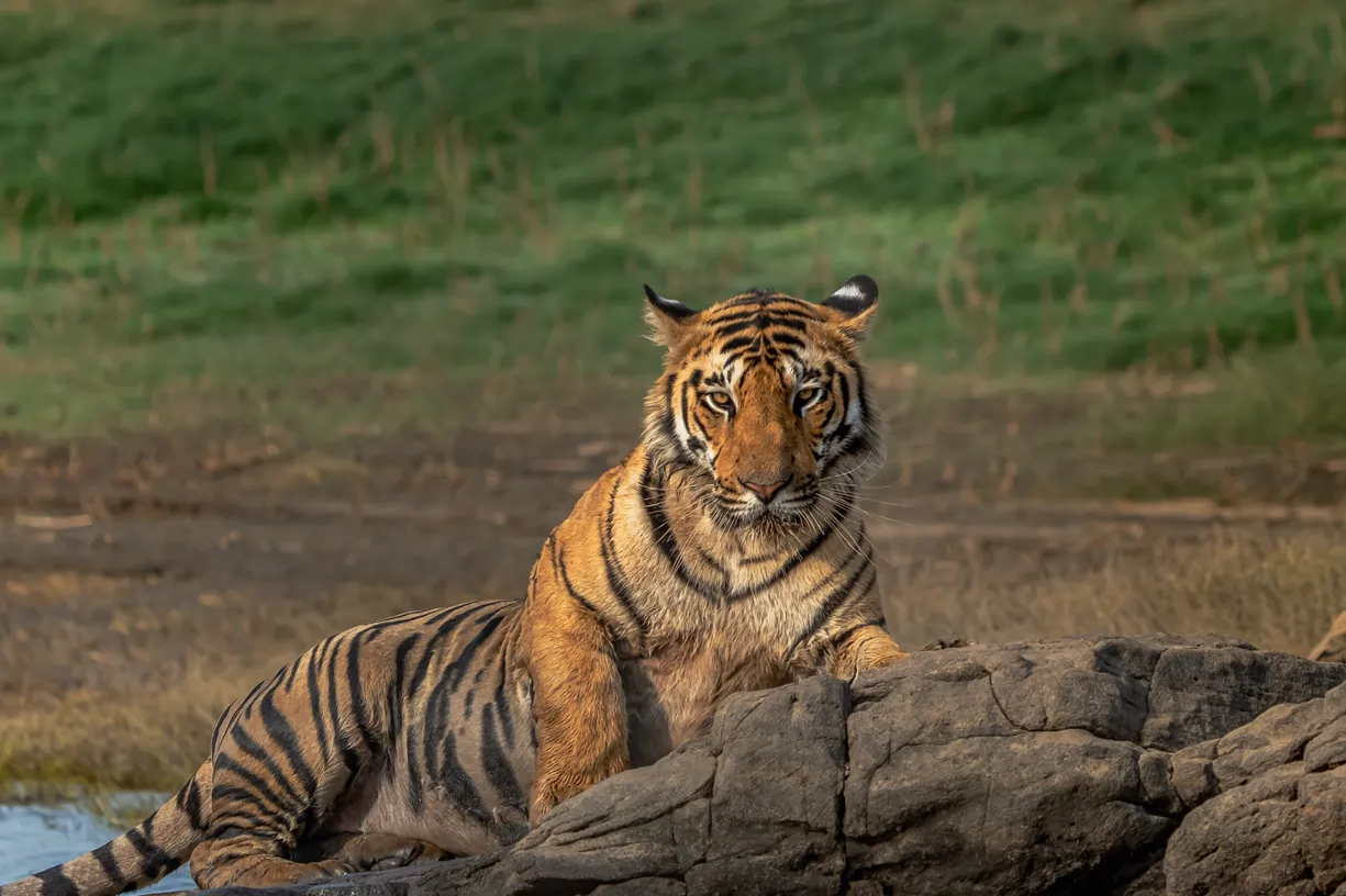 Wildlife of India with Golden Triangle Tour