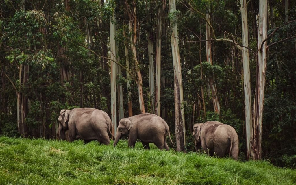 India wildlife tours packages for UK Travellers